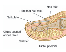 Nail system sales